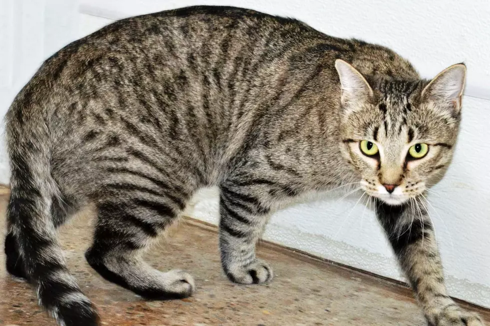 Courtesy Roice-Hurst Humane Society