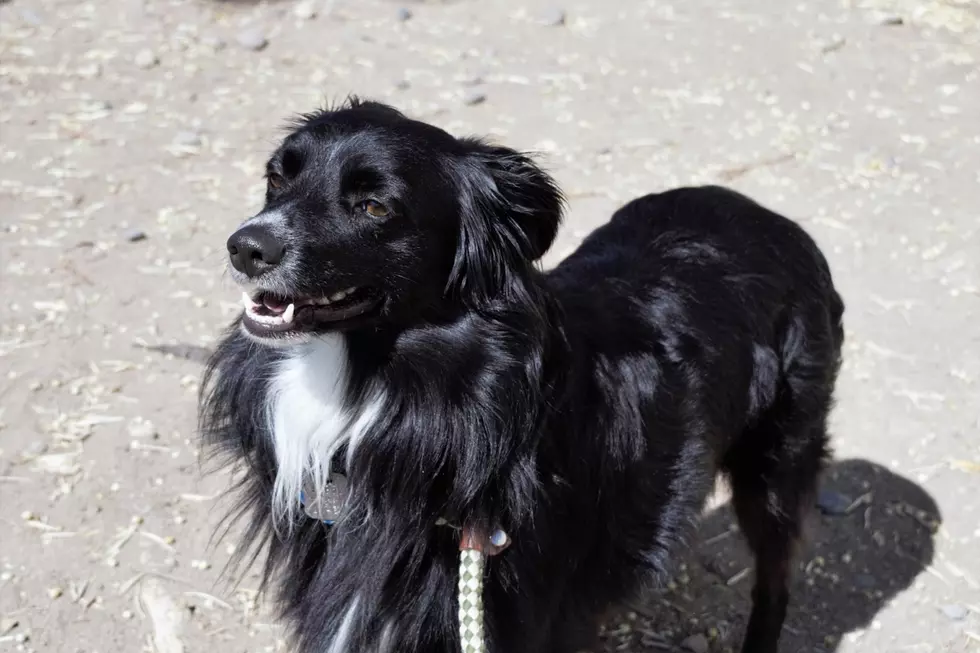 Courtesy Roice-Hurst Humane Society