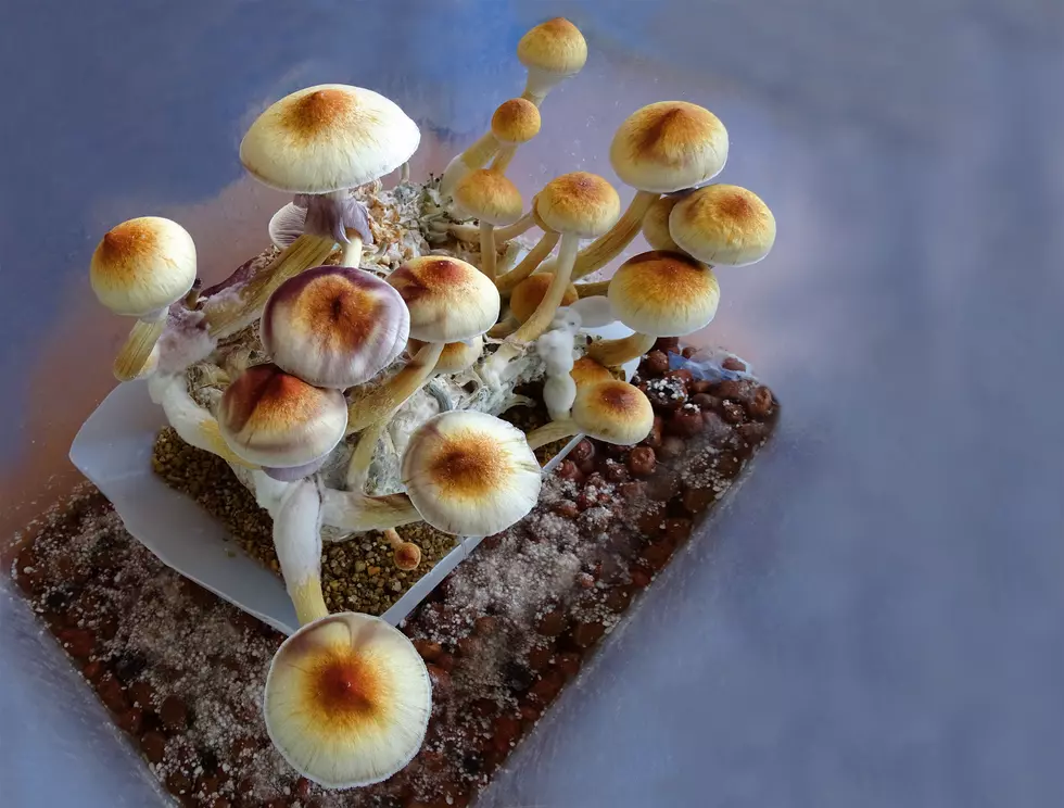 Coloradoans Push For Legalization of Psychedelic Mushrooms
