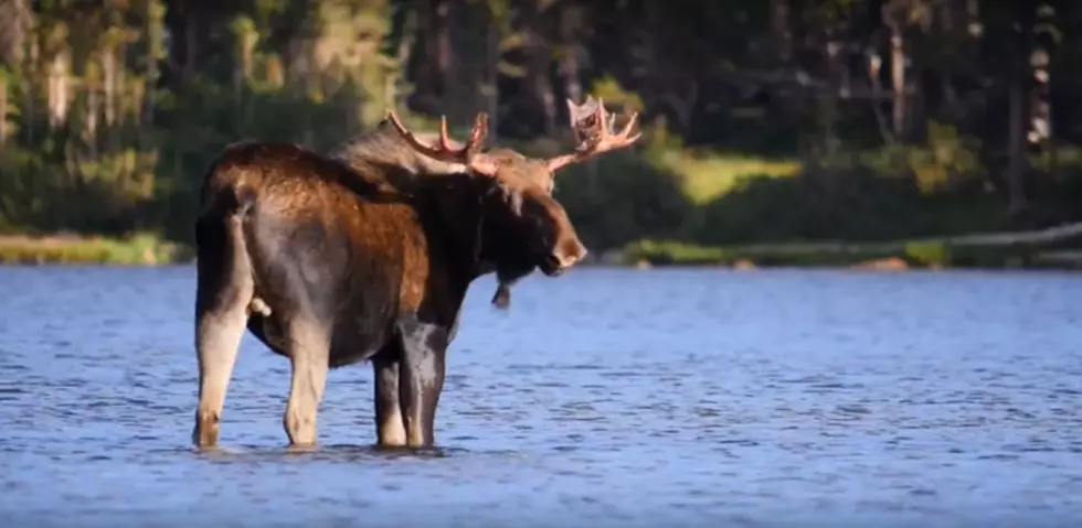 Caution: Colorado Moose Attacks On the Rise