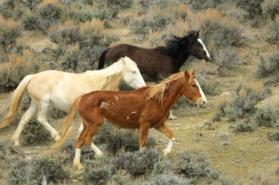 Helicopter Roundup Hopes To Corral Wild Mustangs Near Grand Junction