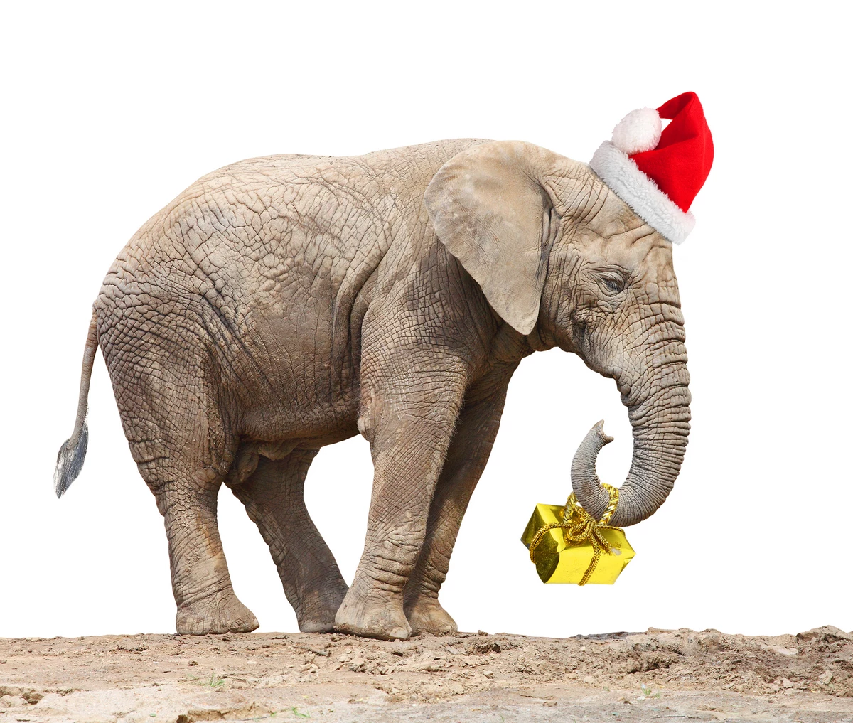 white elephant gift ideas - The Soltrop Six  White elephant gifts, Best white  elephant gifts, Christmas white elephant