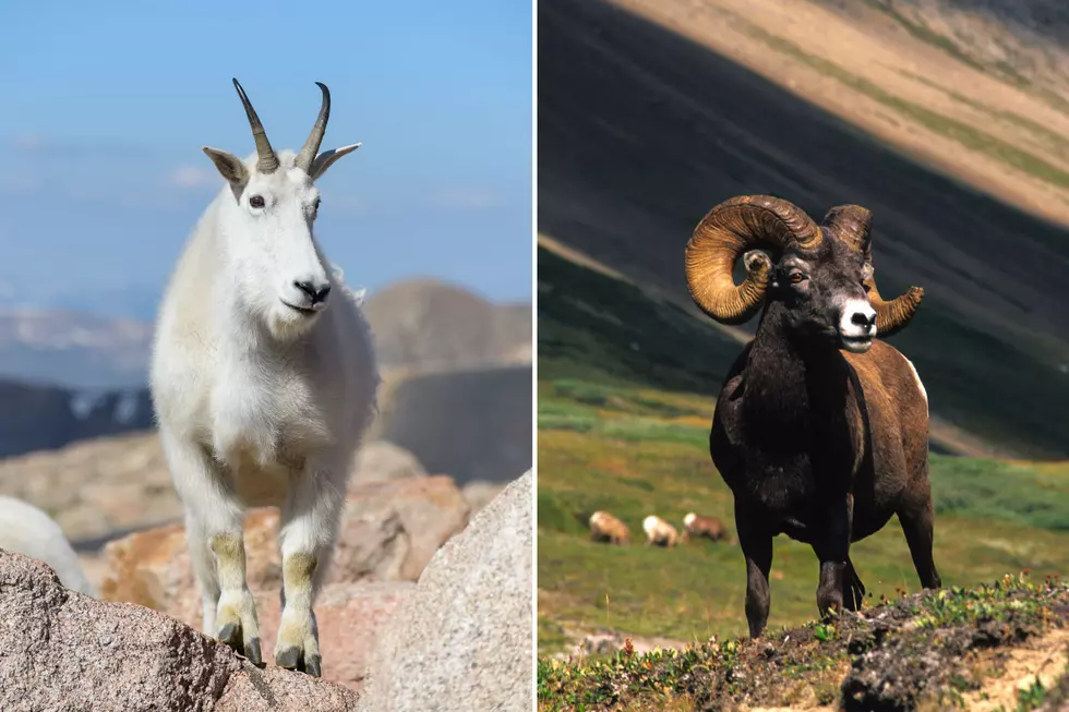 Colorado Parks & Wildlife Reminder "Don't Feed The Animals" 