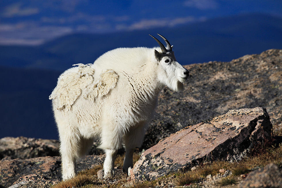 5 Things To Know About Colorado Mountain Goats