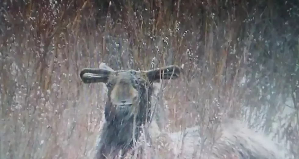 Lunch Time Weather is No Concern For This Colorado Moose