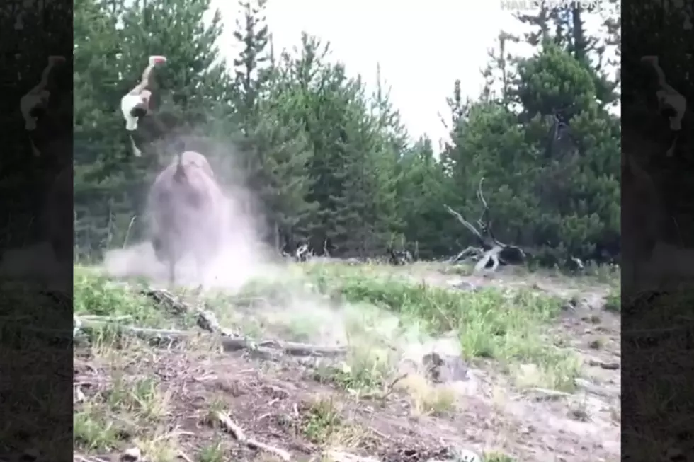 Video of Bison Launching 9-Year-Old Girl In the Air Goes Viral [WATCH]