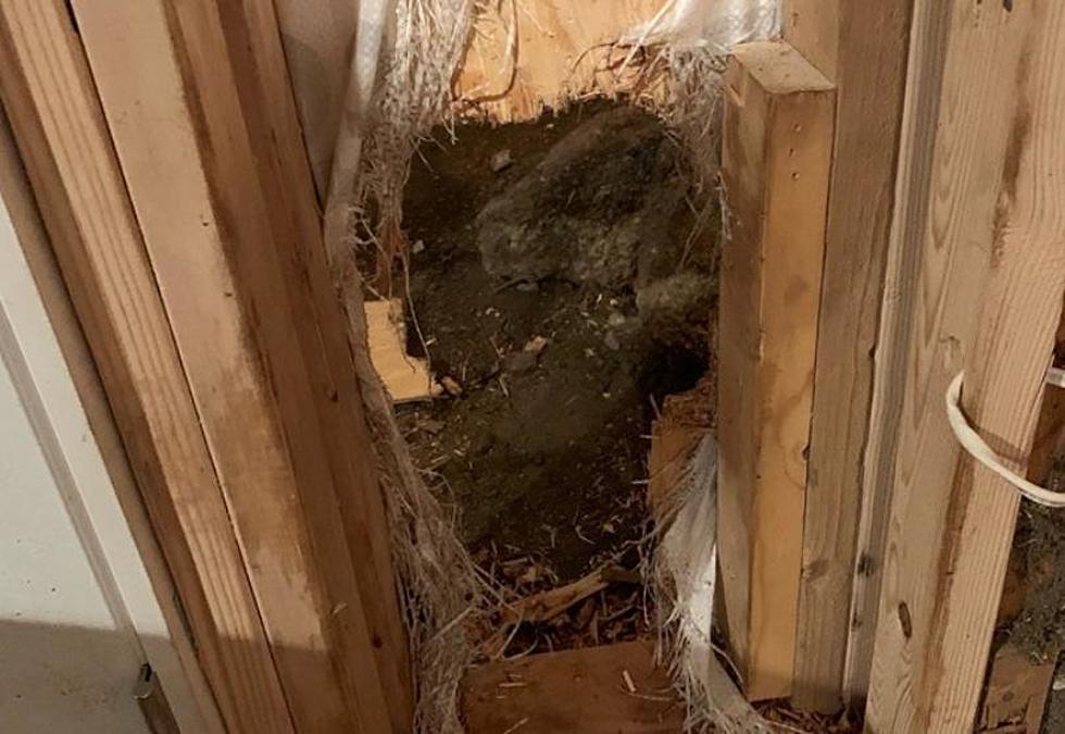 Bear Breaks Into Estes Park Home, Busts Out Like The Kool-Aid Man