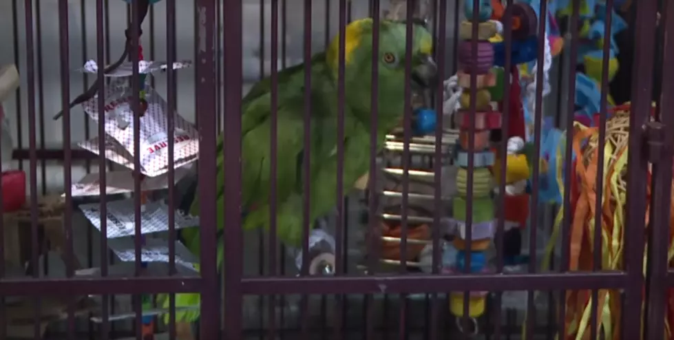 Colorado Rehab is Safe Haven For Rescued Parrots