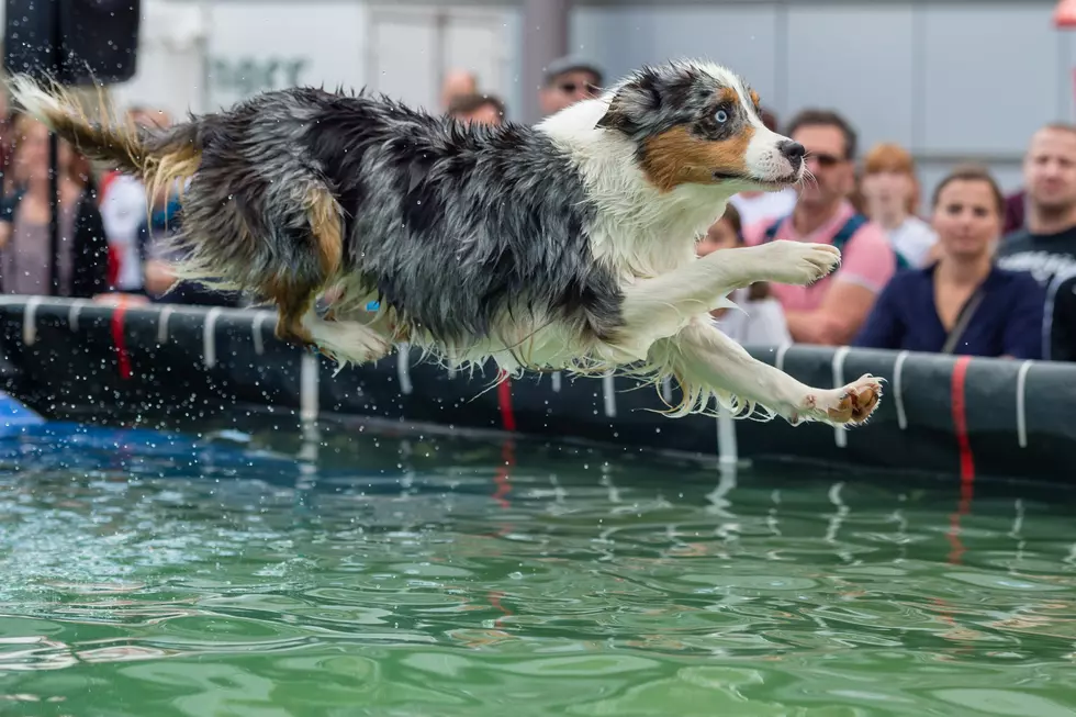 The Grand Junction Dog Event You Don&#8217;t Want To Miss