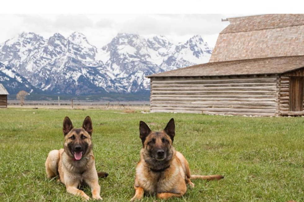 Vote For Delta County K9s Oxx + Roo