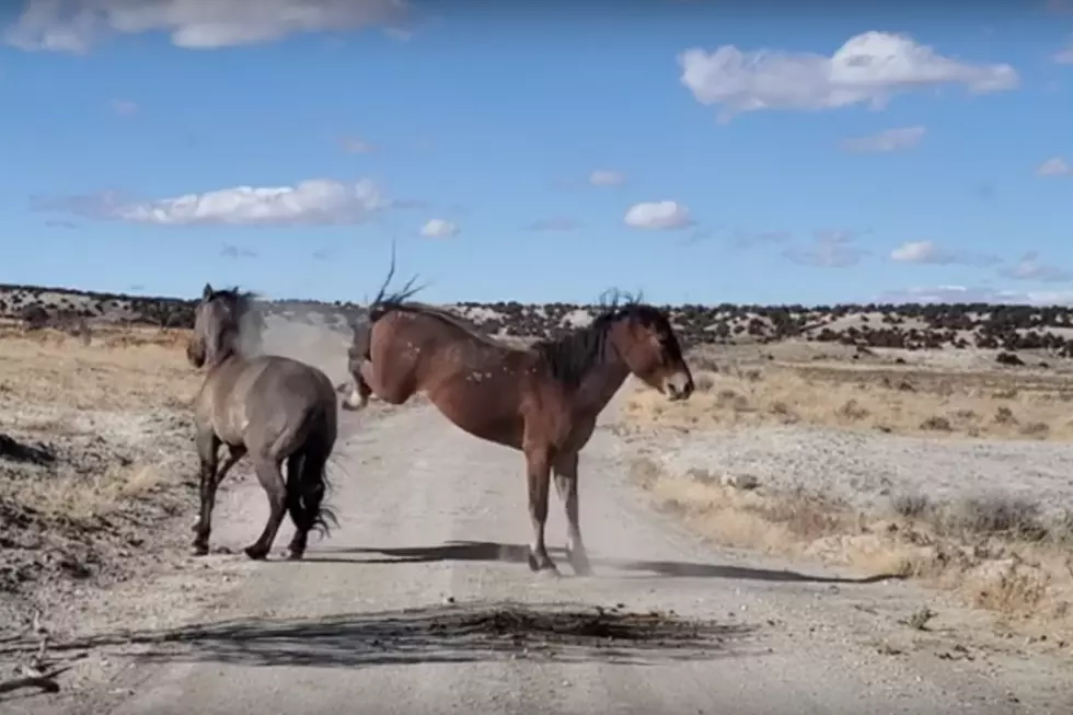 Watch Colorado's Wild Horses Have A Kicking Good Time