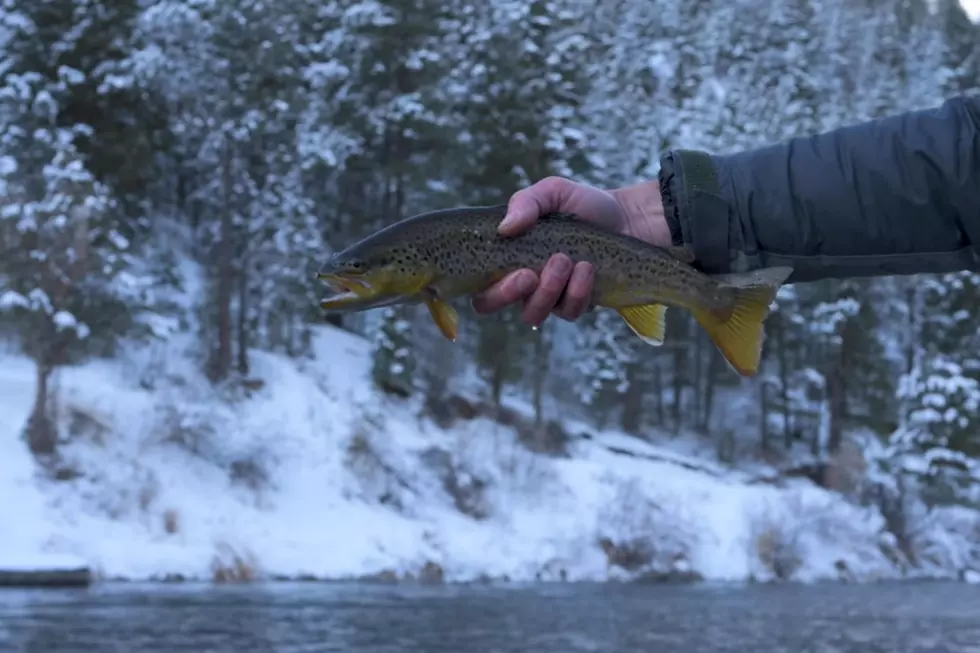 Seems Crazy But Winter Fly Fishing in Colorado is a Thing