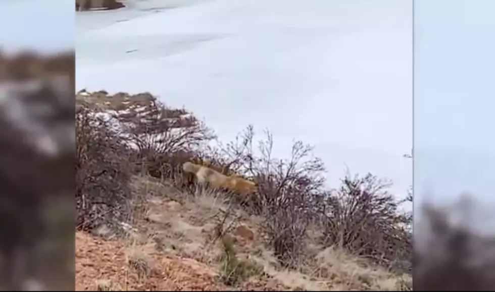 Colorado Parks and Wildlife Caught a Fox Catching Dinner [WATCH]