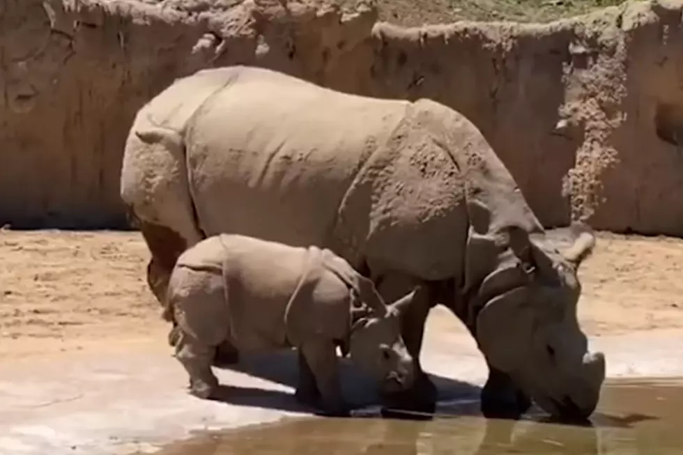Watch Baby Rhino’s First Swim at Denver Zoo