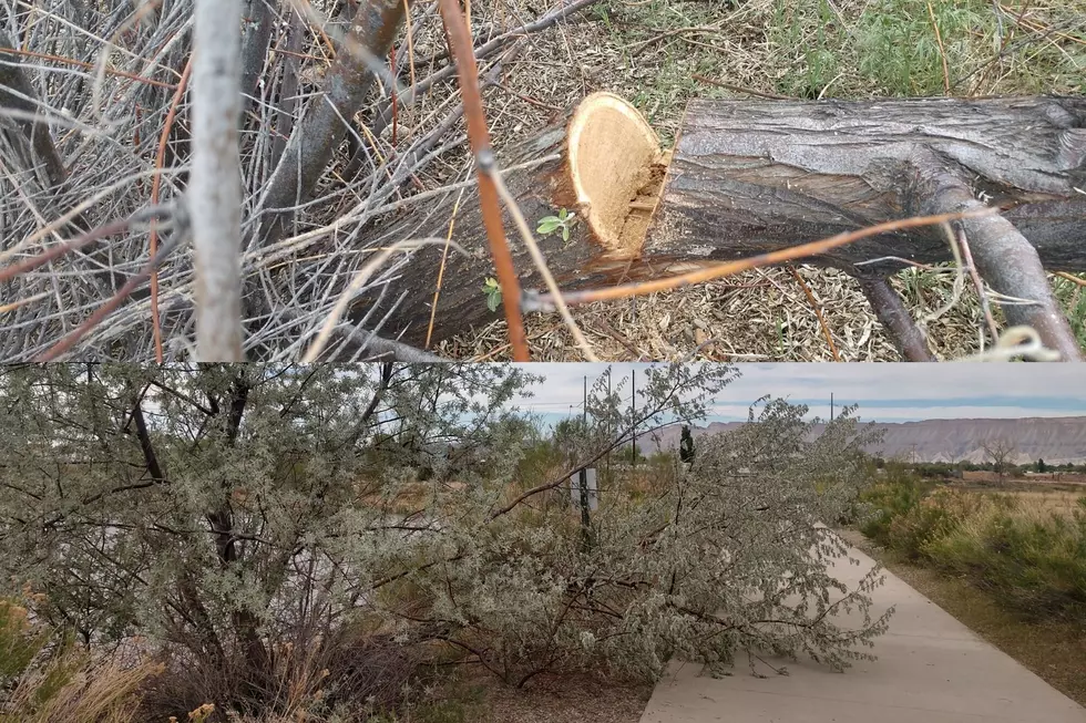 Riverfront Trail: Vandalism, Mother Nature, or Something Else