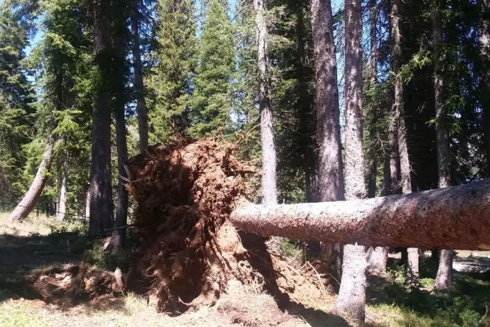 High Winds Down Numerous Trees on Grand Mesa