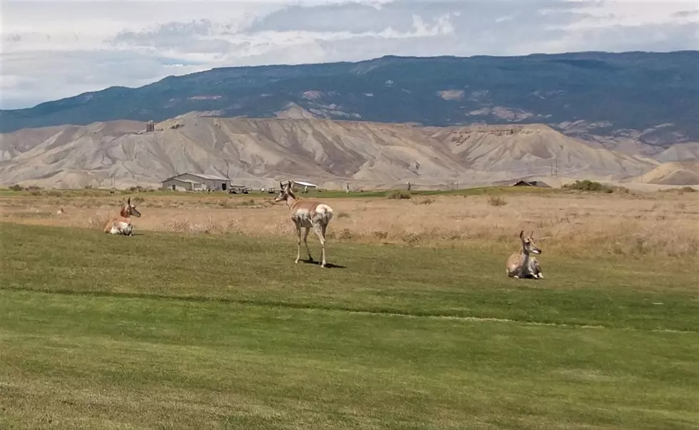 Western Colorado Golf Course Is Perfect Spot For Wildlife Viewing