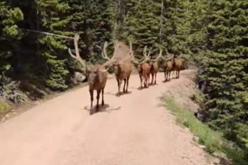 Watch Elk Parade At Rocky Mountain National Park