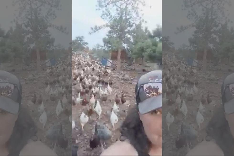 Watch Hundreds of Chickens Follow Loveland Woman for Food