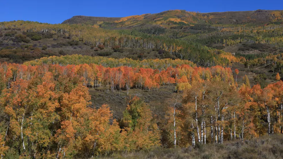 Check Out Fall Colors On The Flat Tops Trail Scenic Byway