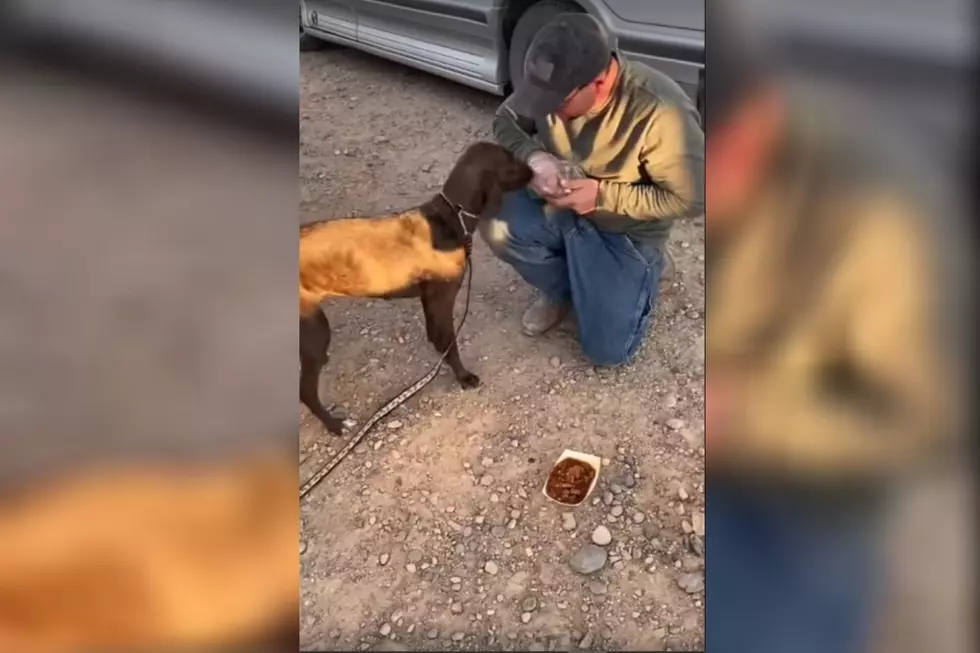 White Water Search Results In Successful Rescue of Two Dogs