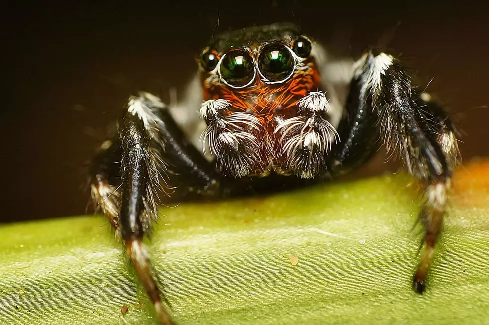 PHOTOS: The Most Common Spiders of Colorado