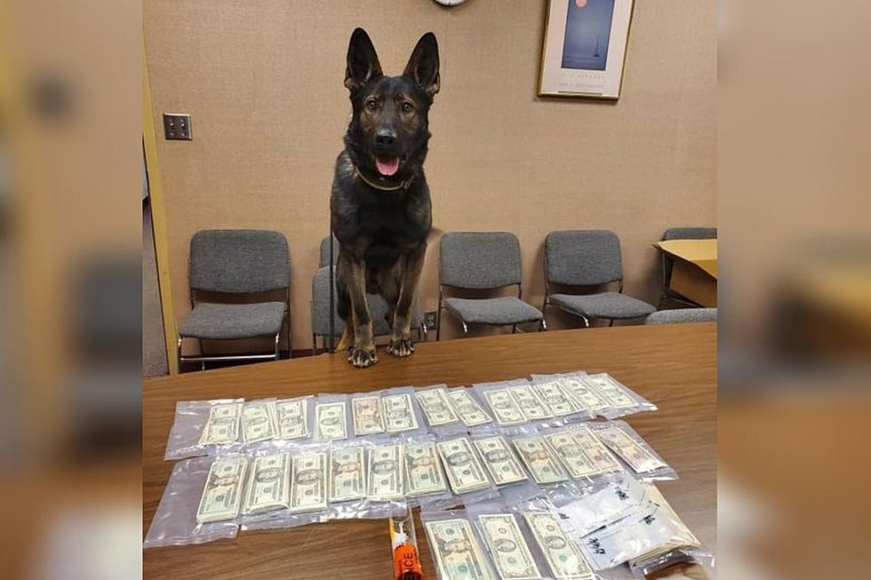 Delta Police Dog Gets Huge Drug Bust