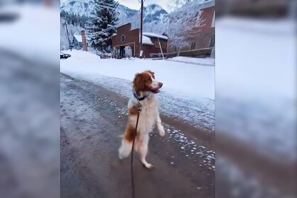 Meet Dexter: Three-Legged Dog In Ouray Walks Like A Human