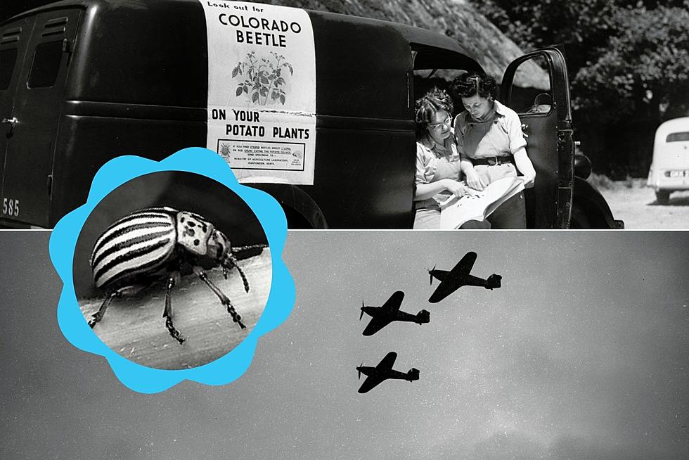 Did the United States Use A Devastating Colorado Insect During the Cold War?