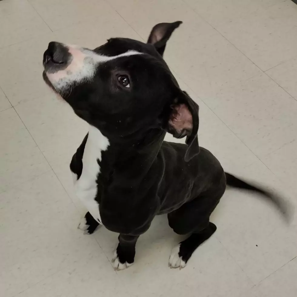Roice-Hurst Humane Society
