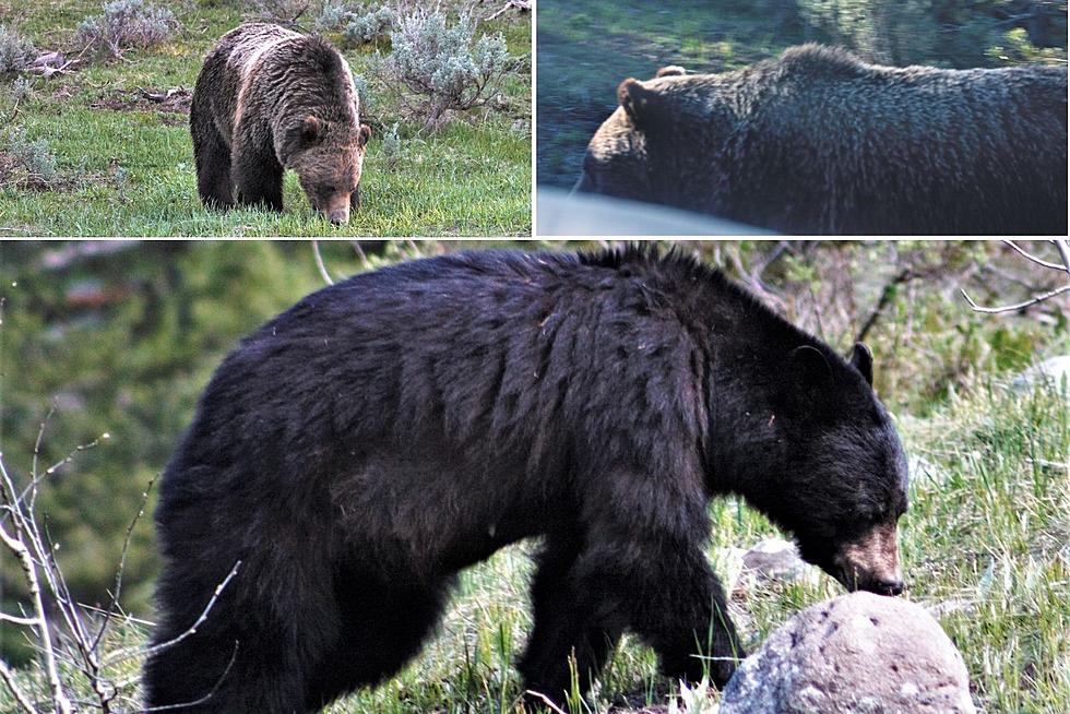 10 Photos of Black Bears and Grizzly Bears I Saw On Wyoming Road Trip
