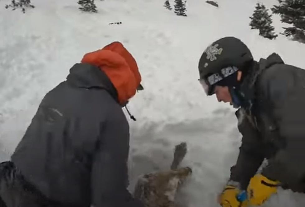 Video Shows Dramatic Rescue of Dog Buried In Colorado Avalanche