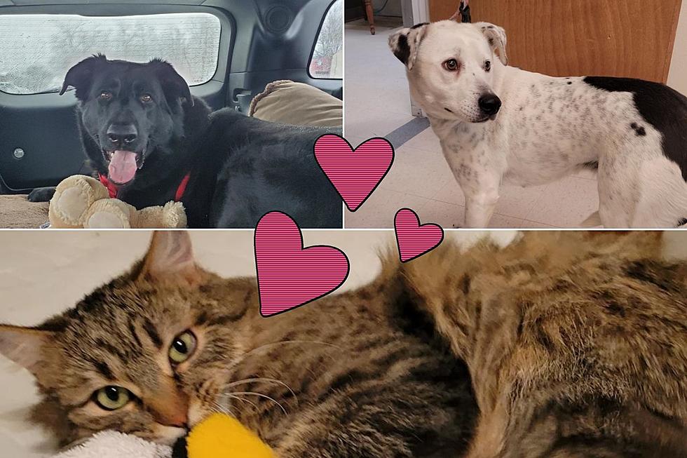 Two Dogs and  Cat In Grand Junction Ready For Forever Homes