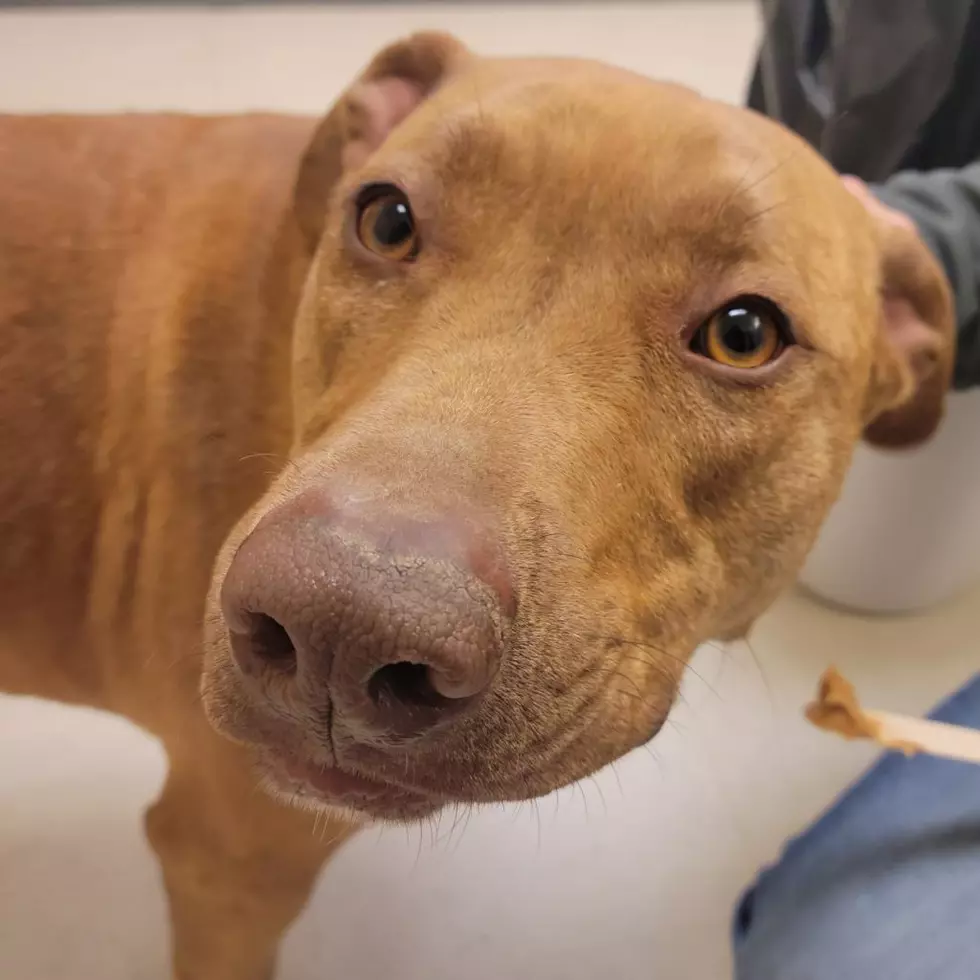 Roice- Hurst Humane Society