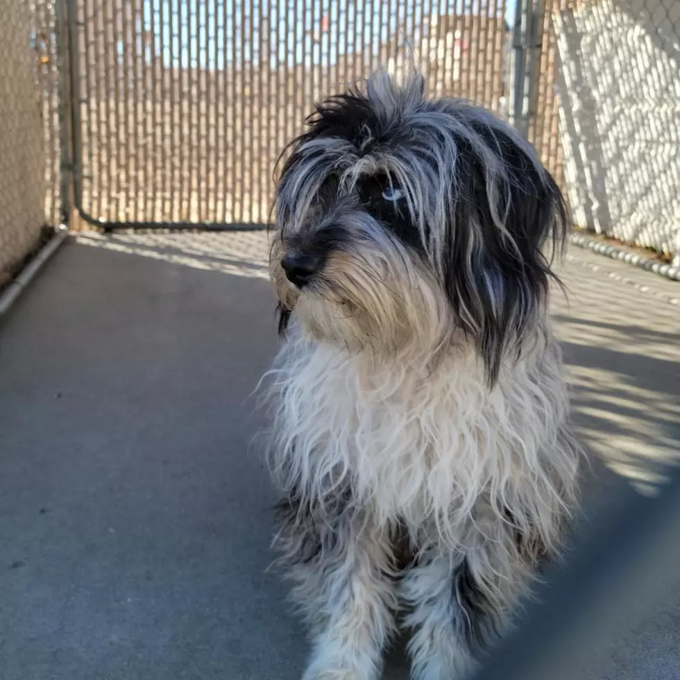 Roice_Hurst Humane Society
