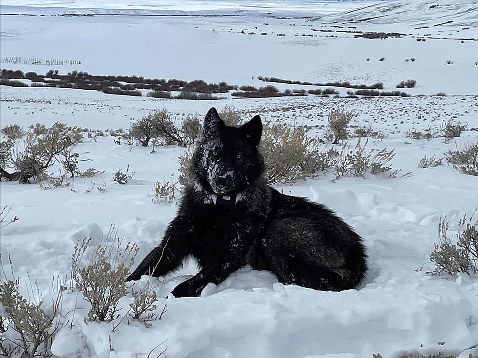 Here Is the First Gray Wolf Born and Collared in Colorado