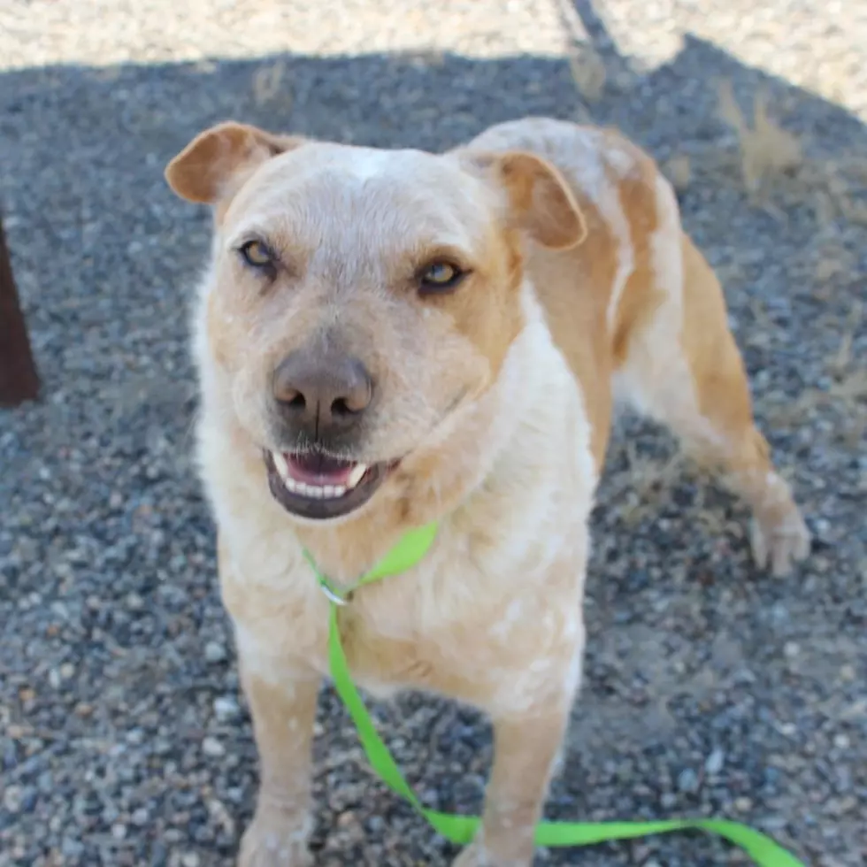 Roice-Hurst Humane Society