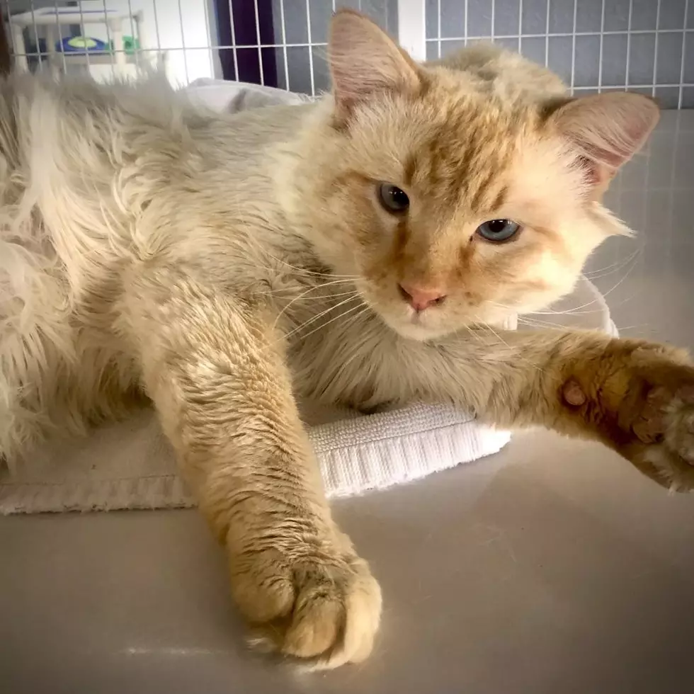 Roice-Hurst Humane Society