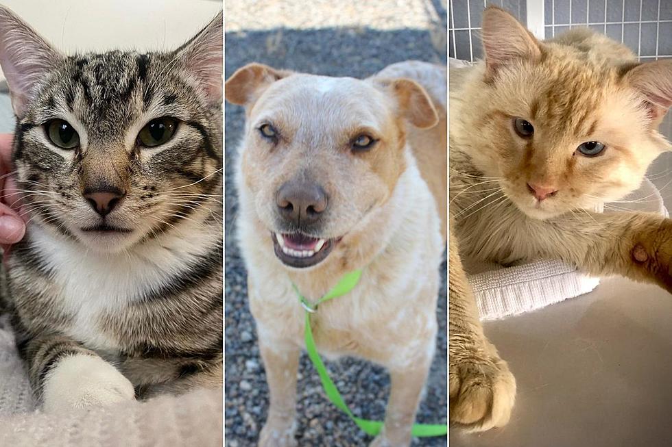 Grand Junction’s Pets of the Week: Abandoned and Special Needs