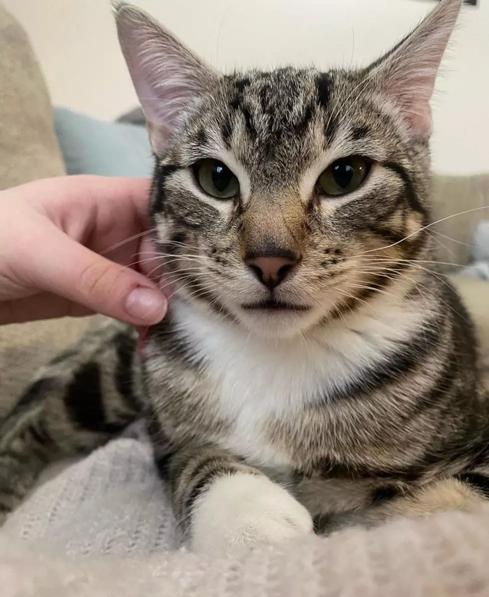 Roice-Hurst Humane Society