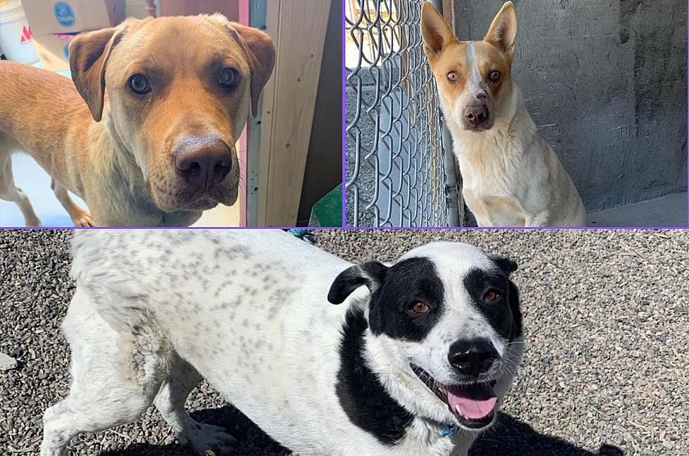 Three Loveable Dogs Are Ready To Find A New Home In Grand Junction