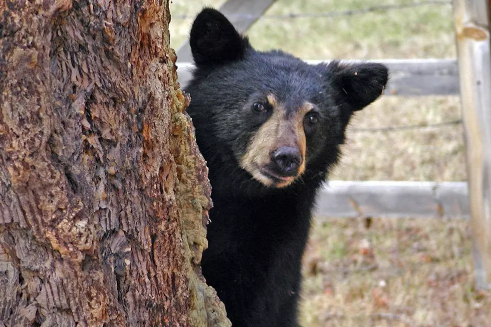 Colorado Black Bears Aren&#8217;t Always Black and Other Surprising Black Bear Facts
