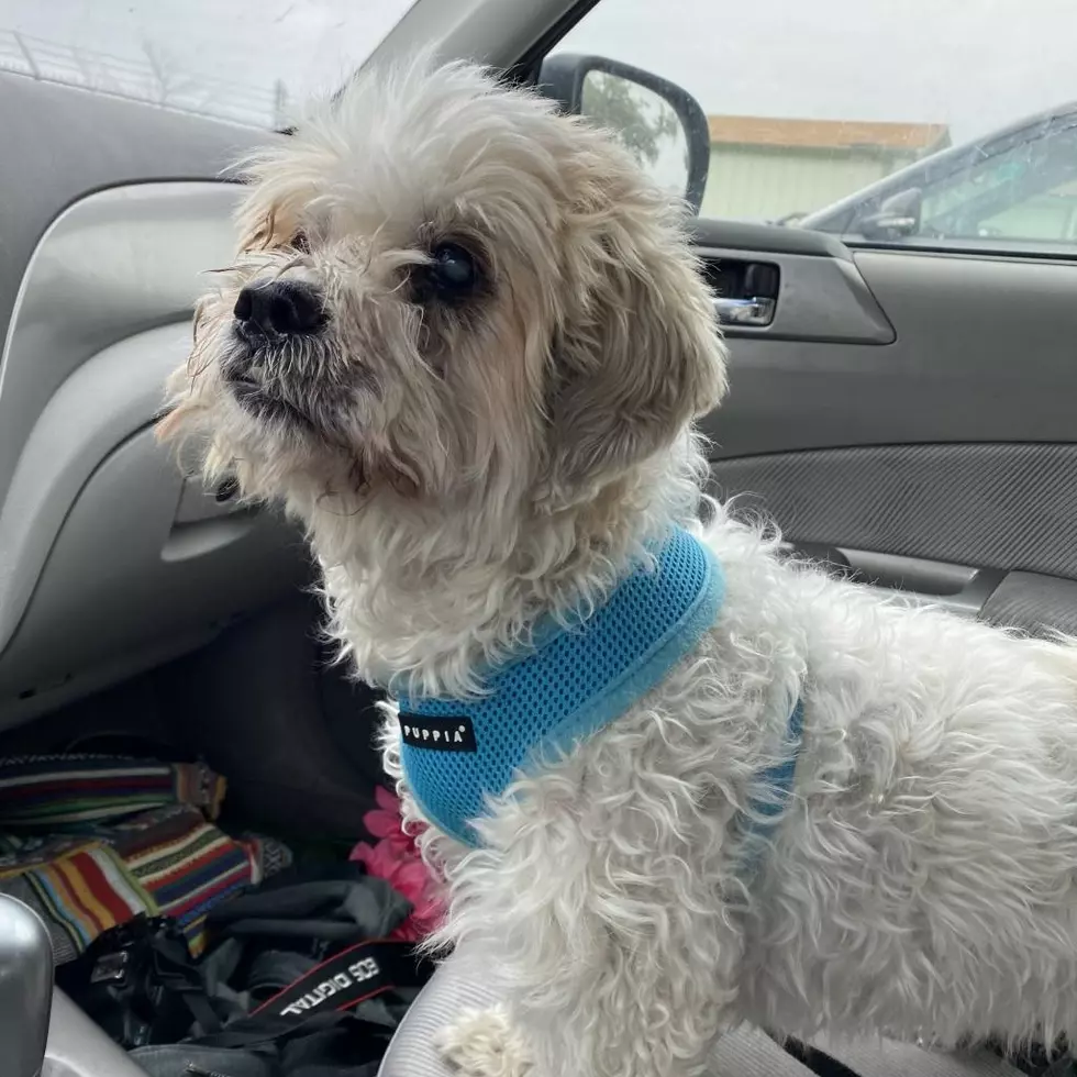 Roice-Hurst Humane Society