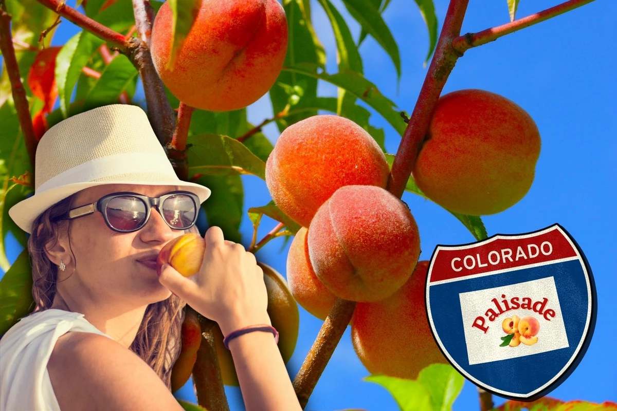 What's So Special About Colorado's Palisade Peaches?