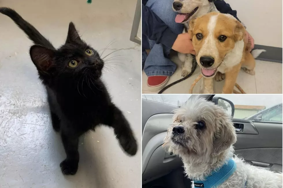 Roice-Hurst Pets of the Week Include the Young and the Old
