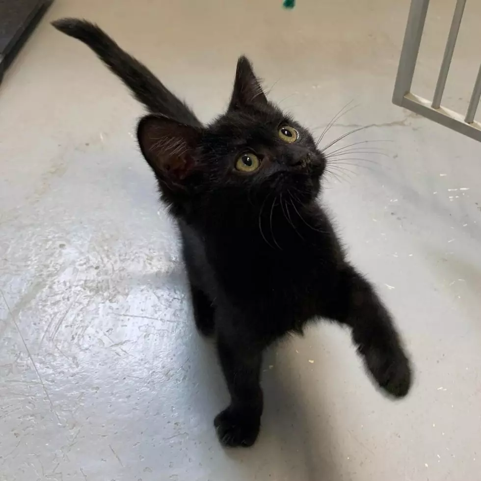 Roice-Hurst Humane Society