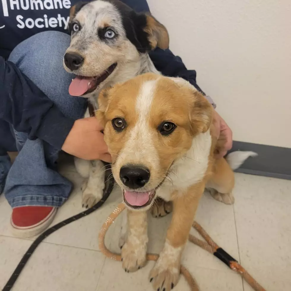 Roice-Hurst Humane Society