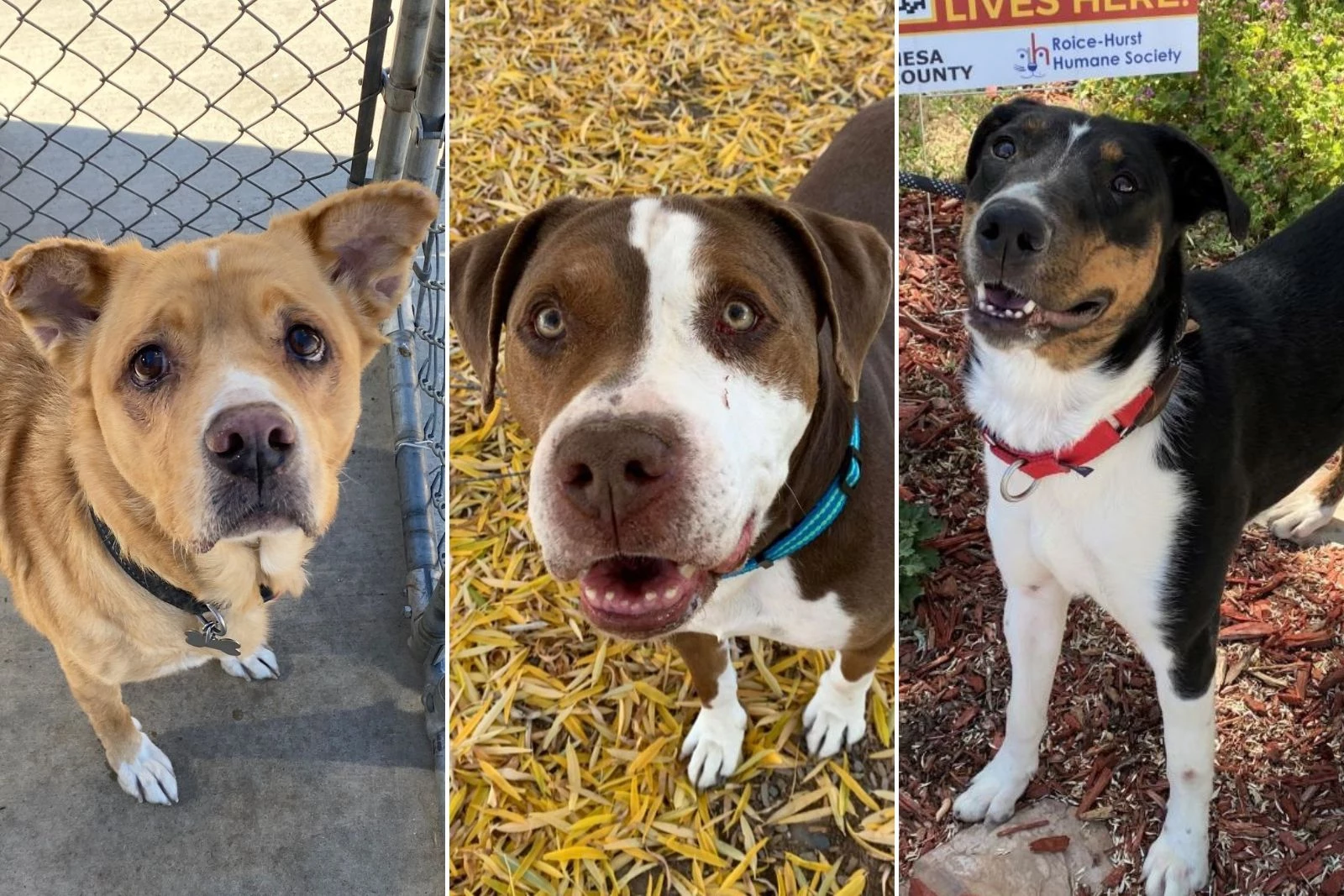 Local animal shelter nearing capacity, needs fosters and adopters, Local