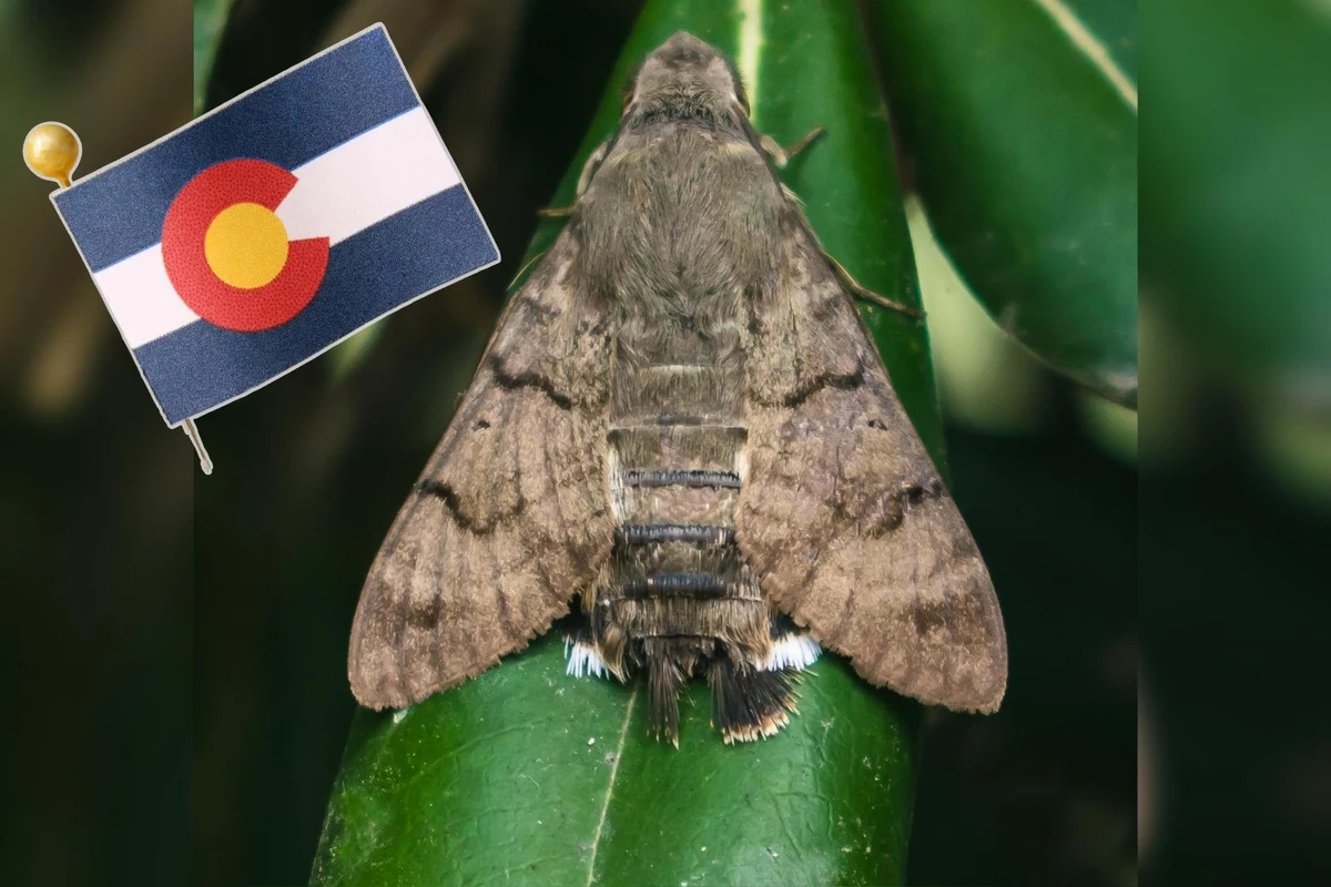 Millions of Moths Have Migrated Into Colorado With Intensity