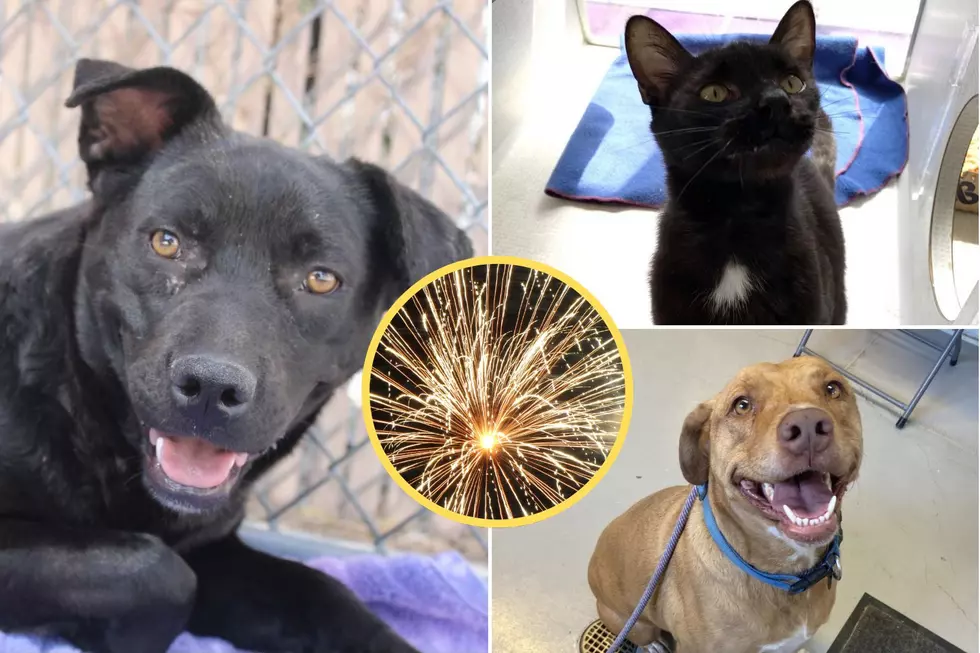 Grand Junction Pets of the Week and Pet Tips For A Safe Holiday